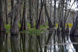 cypress trees